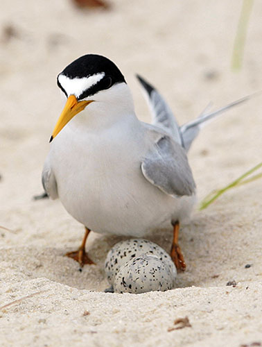 Deepwater Horizon oil rig: Oil spill affects wildlife :  A least tern checks her two eggs, Gulfport
