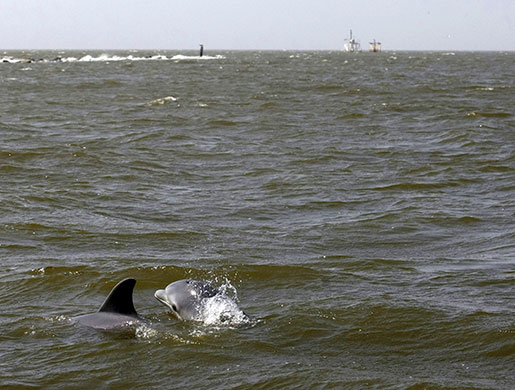 Deepwater Horizon oil rig: Oil spill affects wildlife: dolphins surface, Gulf of Mexico