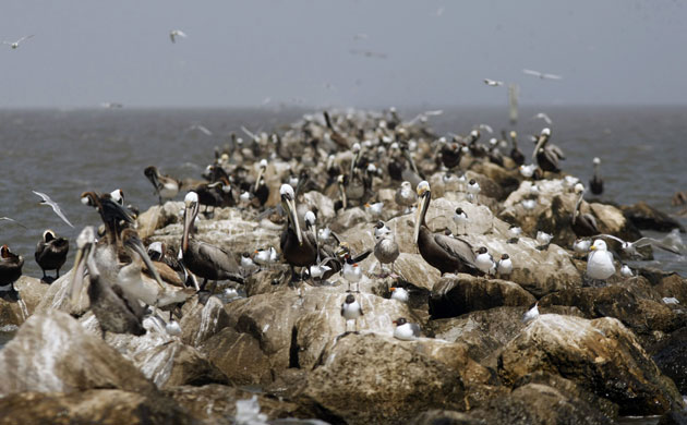 Deepwater Horizon oil rig: Oil spill affects wildlife: brown pelicans and sea gulls, Gulf of Mexico 