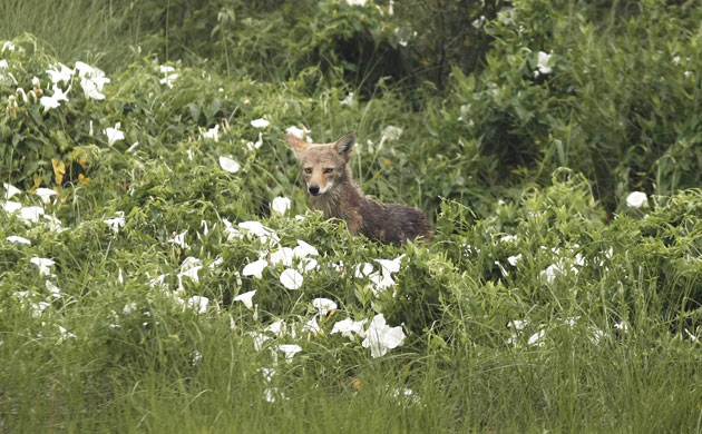 Deepwater Horizon oil rig: Oil spill affects wildlife: A coyote peers from marsh, Breton Sound Out