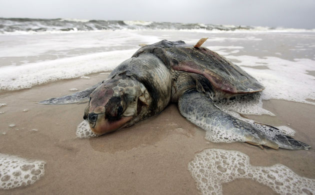 Deepwater Horizon oil rig: oil spill affects wildlife: dead sea turtle lies on the beach 