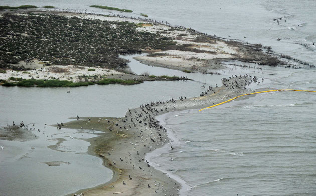 Deepwater Horizon oil rig: Oil spill affects wildlife: Birds at the Breton Island sanctuary 
