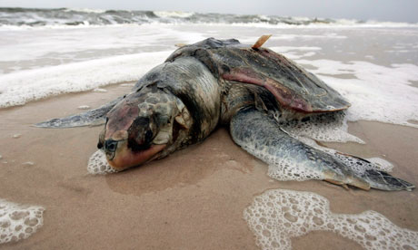 [Image: A-dead-sea-turtle-washed--006.jpg]