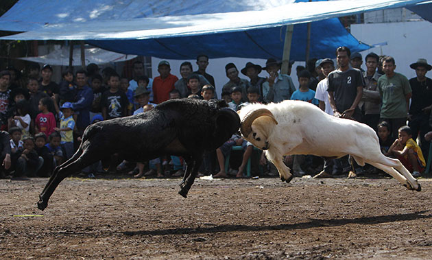 24 hours in pictures: Bandung, Indonesia: Rams fight during a Sundanese cultural event