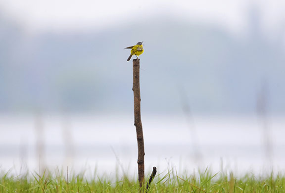 24 hours in pictures: Turov, Belarus: A yellow wagtail (motacilla flava)