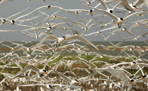Deepwater Horizon oil rig: Oil spill : Birds fly over nesting birds on Breton Island