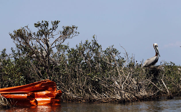 Deepwater Horizon oil rig: Oil spill : A pelican with protective boom, Chandeleur Islands