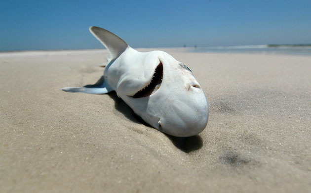 Deepwater Horizon oil rig: Oil spill Reaches Louisiana Gulf Coast : A dead shark