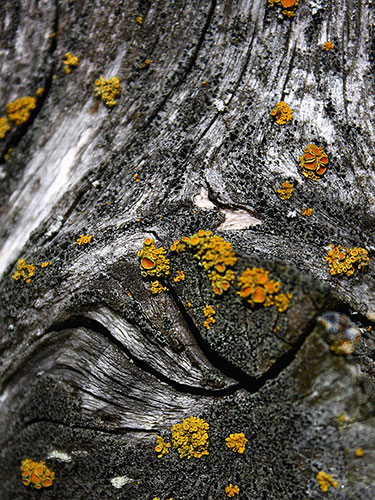 Camera Club: Maxine Moss participates in the graphic shapes monthly assignment