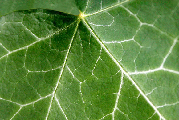 Camera Club: Maxine Moss participates in the graphic shapes monthly assignment