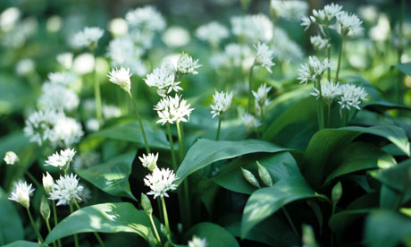 Wild garlic