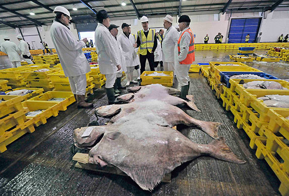 Daily election: David Cameron looks at halibut fish at Grimsby fish market
