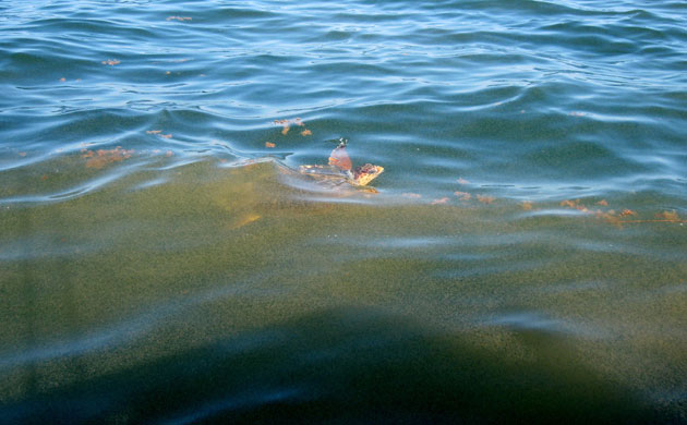 Deepwater Horizon oil rig: Oil spill reaches Louisiana coast: A sea turtle swimming through oil spill 