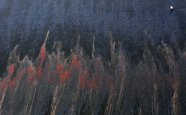 Deepwater Horizon oil rig: Oil spill reaches Louisiana coast : Oil and oil sheen