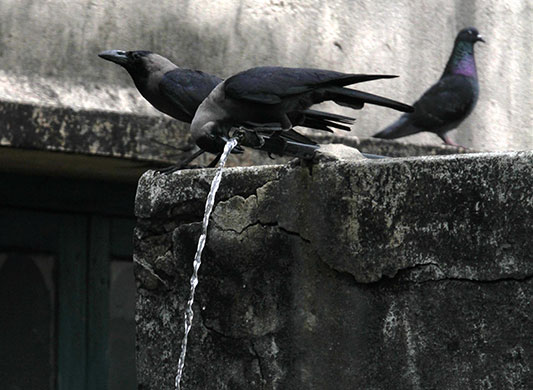 24 hours in pictures: Kolkata, India: A crow quenches its thirst from an overflowing water pipe