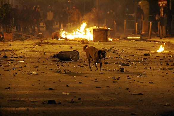 Greek riots dog: 8 December 2008: A stray dog crosses a street during riots in Athens