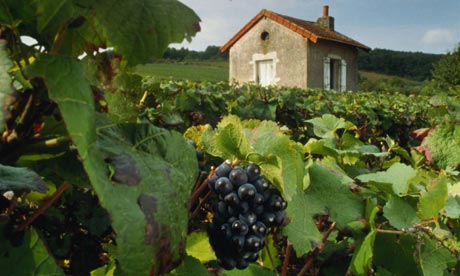 French Vineyard Images