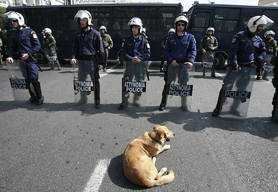 Greek riots dog: 4 March 2009: A dog sits in front of riot police during a rally in Athens