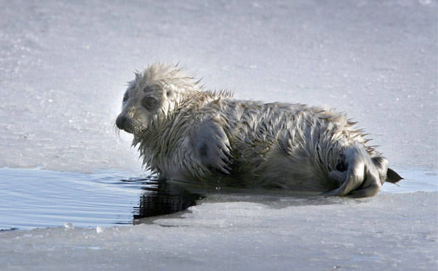 Week in wildlife: EU says Finland must save rare freshwater seals from extinction