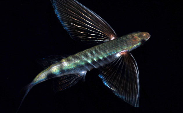 Week in wildlife: Marine life is at risk as oil spill reaches Louisiana