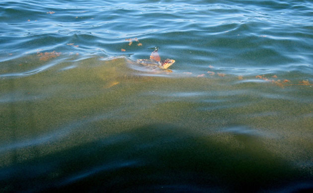 Week in wildlife: Oil spill affects Louisiana Gulf Coast