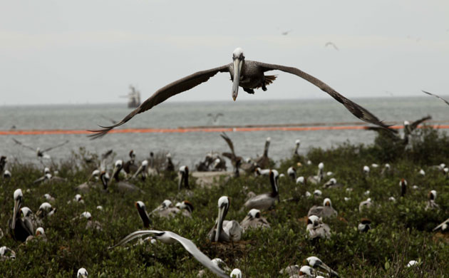 Week in wildlife: Oil spill Deepwater Horizon