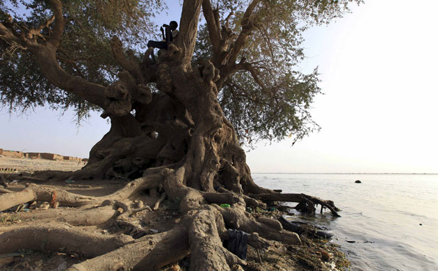 Week in wildlife: A boy rests in a tree at the river Nile in Khartoum