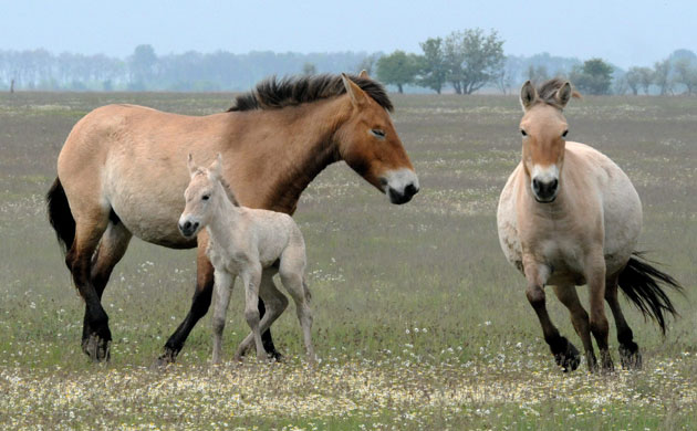 Week in wildlife: Foal of Przewalski wild horses