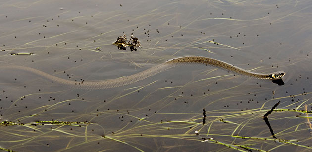 Week in wildlife: A water snake swims in Pripiat river near the village of Turov