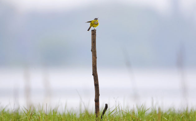 Week in wildlife: A yellow wagtail sings on the bank of Pripiat river near Turov