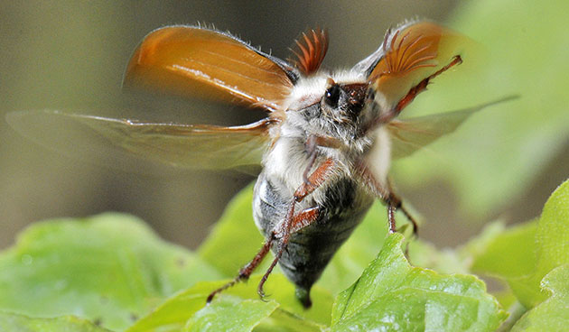 Week in wildlife: Billions of may beetles in German woods