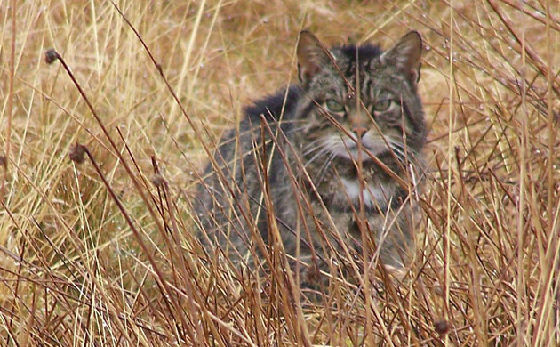 Week in wildlife: Wildcat spotted on island