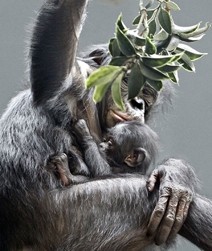 Week in wildlife:  A female bonobo, holds her 4-week-old baby