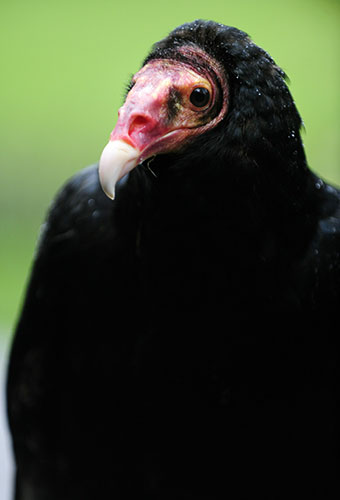 Week in wildlife: A Turkey vulture