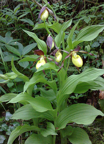 Week in wildlife: Lady's Slipper orchid at Silverdale Golf Course in Carnforth