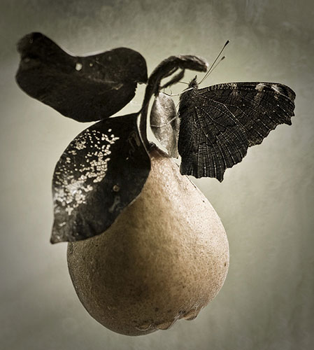 Garden Photographer: 2010 International Garden Photographer of the Year