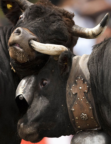 24 hours: Aproz, Switzerland: Two Herens cows lock horns during the annual cow fight