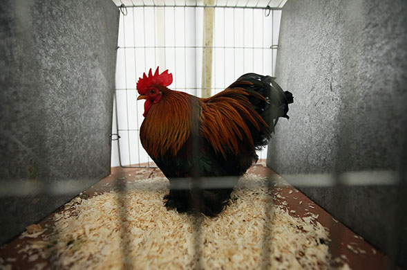 24 hours in pictures: Guildford, UK: A chicken waits to be judged during the Surrey County Show