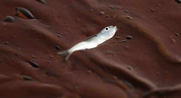 Week in Business: A small dead fish floats on a pool of oil at Bay Long off Louisiana