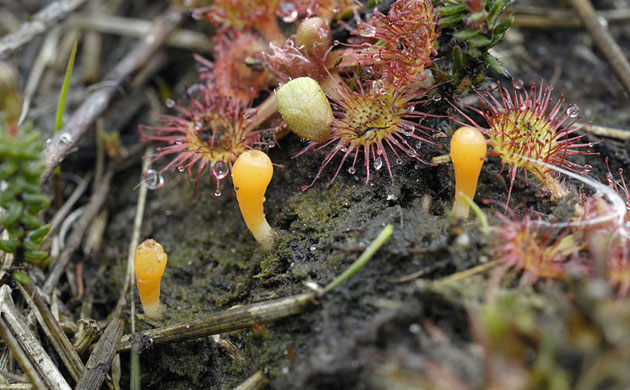 Week in Wildlife: rare fungus - Multiclavula vernalis