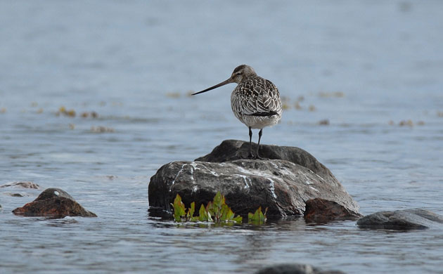 Week in Wildlife: Bar-tailed godwit