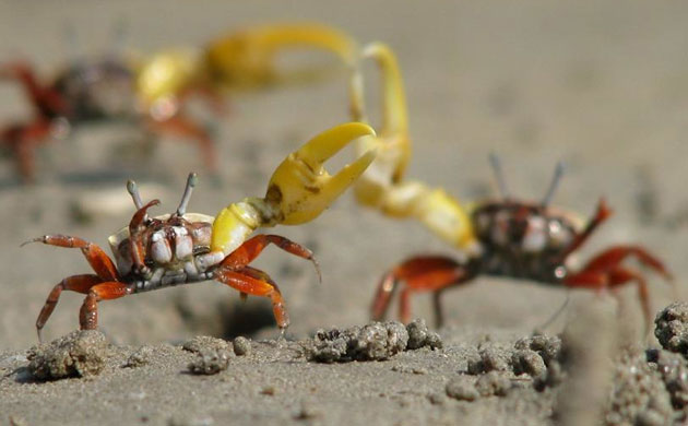 Week in Wildlife: Male fiddler crab
