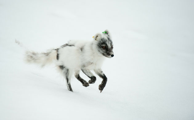 Week in Wildlife: A Artic fox in the Svalbard archipelago