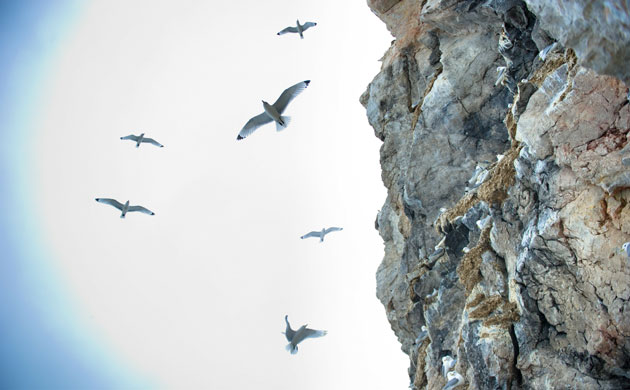 Week in Wildlife: Black Legged Kittiwakes nest in the Norvegian fjord Kongsfjord