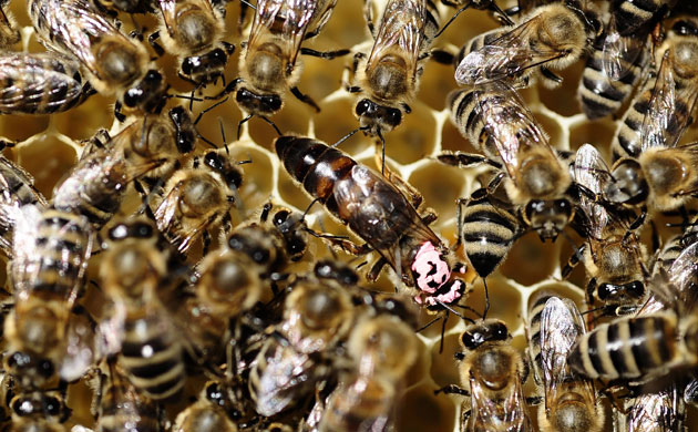 Week in Wildlife: A queen bee is seen among other bees in a honeycomb