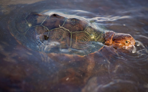 Week in Wildlife: A sea turtle covered in oil from the Deepwater Horizon oil spill