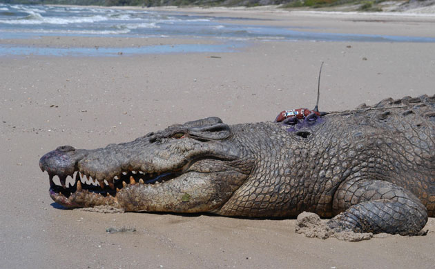 Week in Wildlife: Crocodiles surf waves to travel