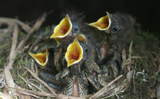 Week in Wildlife: Baby sparrows cry out from a nest in Russia's city of Vladikavkaz