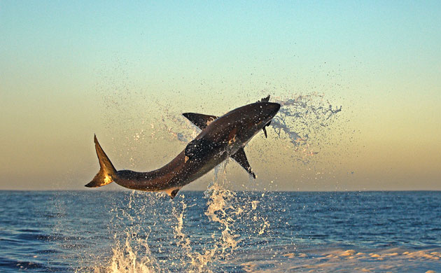 Week in Wildlife: Great white sharks, False Bay, South Africa - 2010