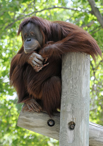 Week in Wildlife: An adult Sumatran orangutan